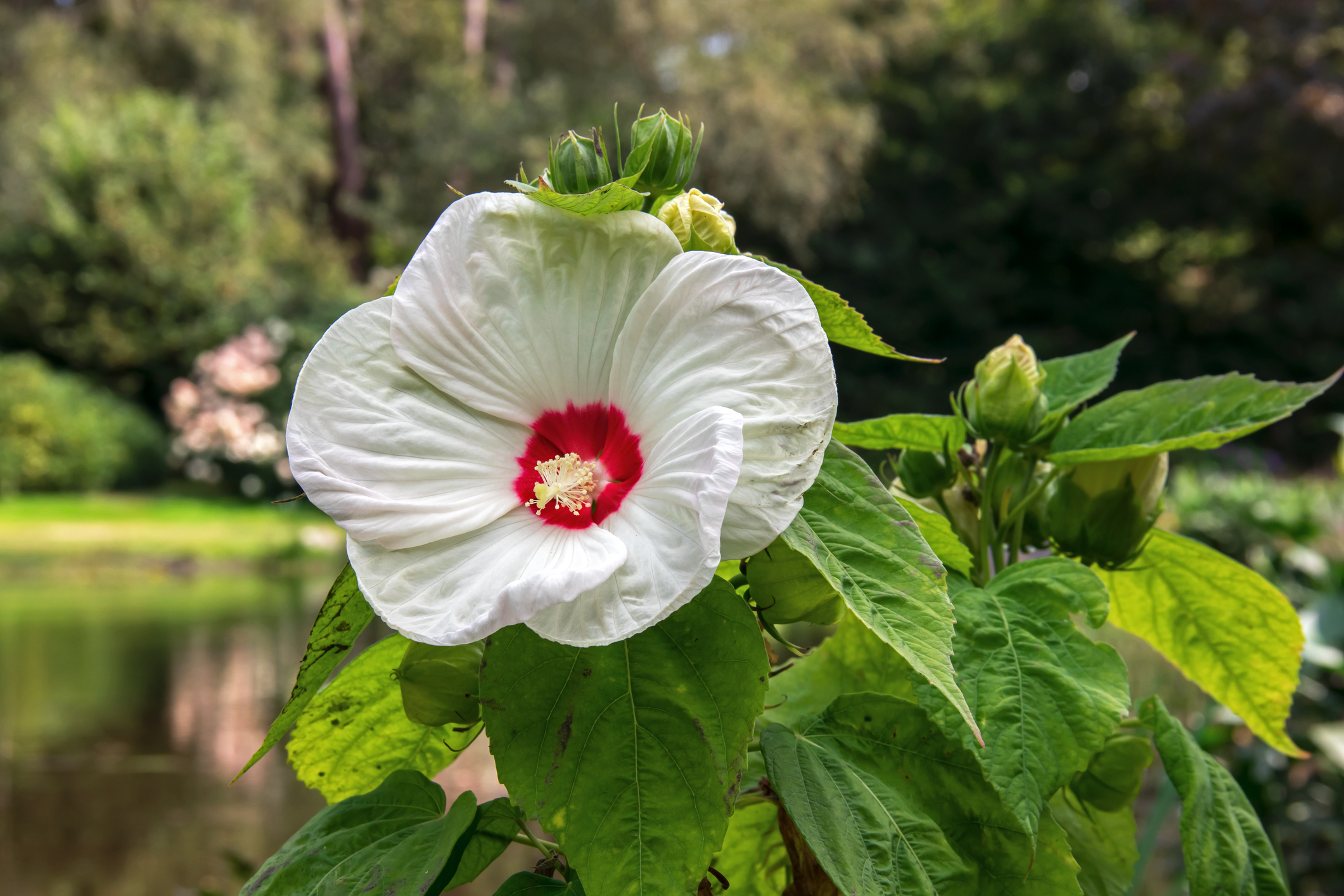 Pelkinis irisas (Hibiscus moscheutos)