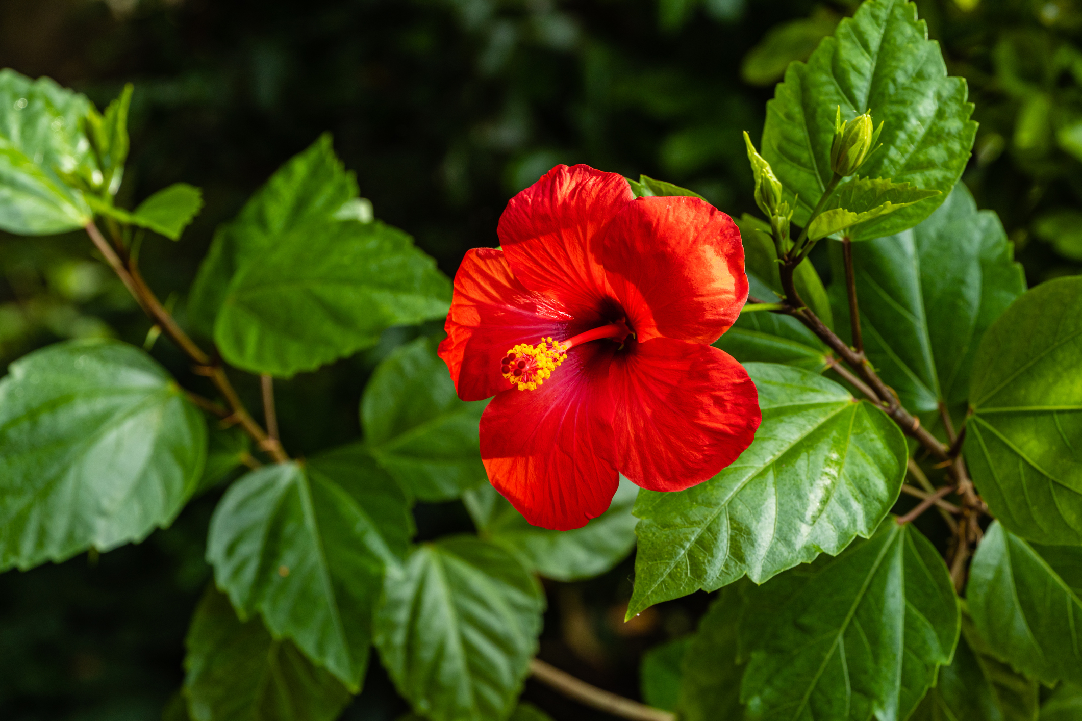 Hibiscus rosa-sinensis - kininė rožė