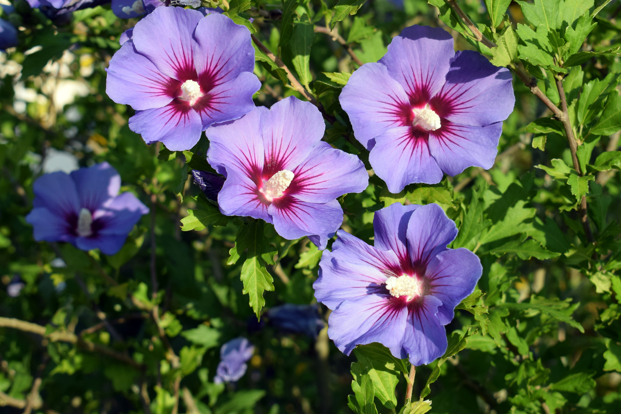 Sirijos hibiskus (Hibiscus syriacus)