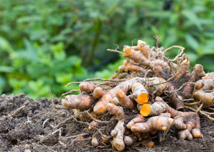 Curcuma longa (ilgosios kurkumos) šakniastiebiai (Curcuma longa)