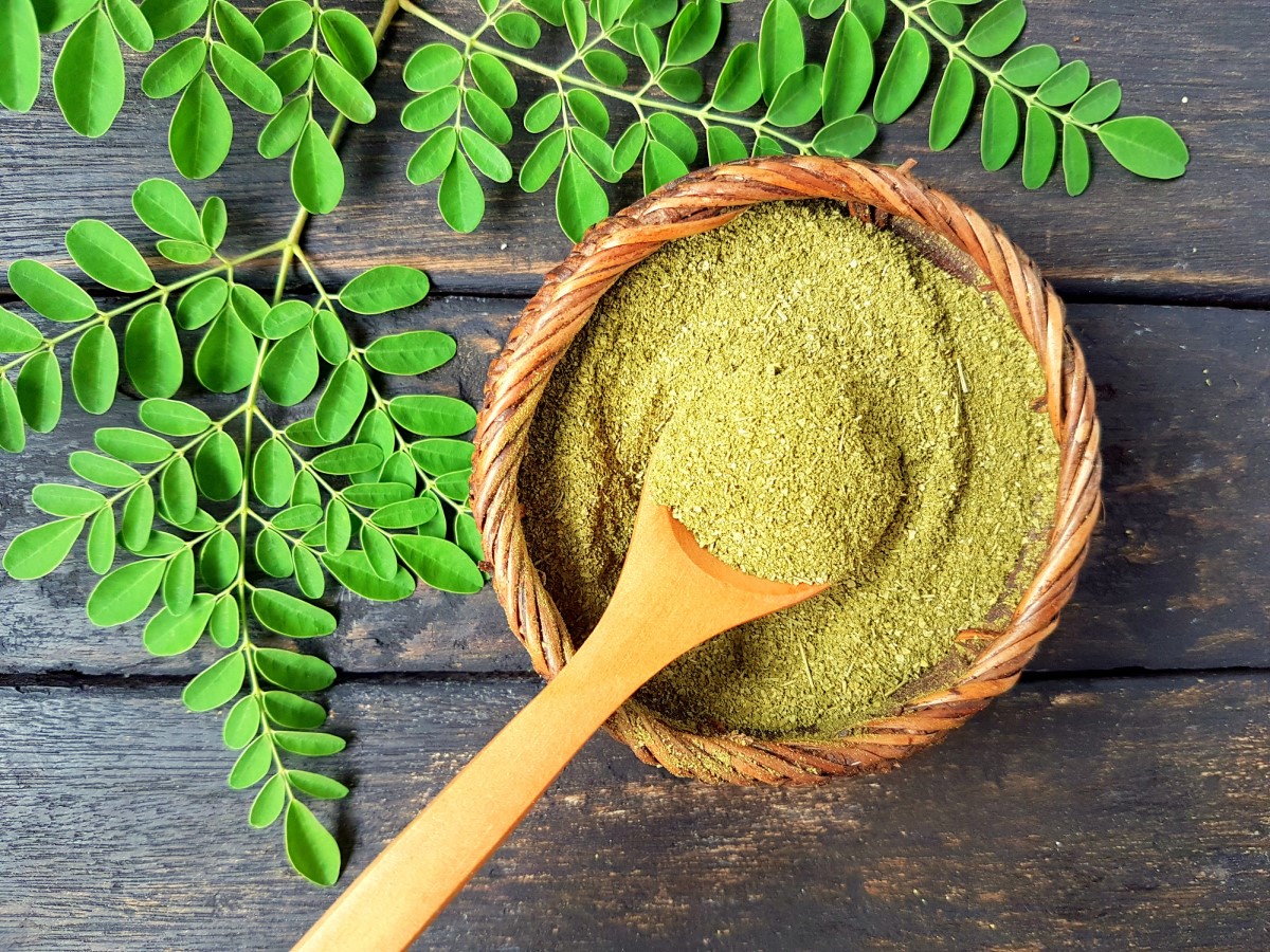 Moringa, sumalta dubenyje su verdančiu vandeniu, medžio lapai