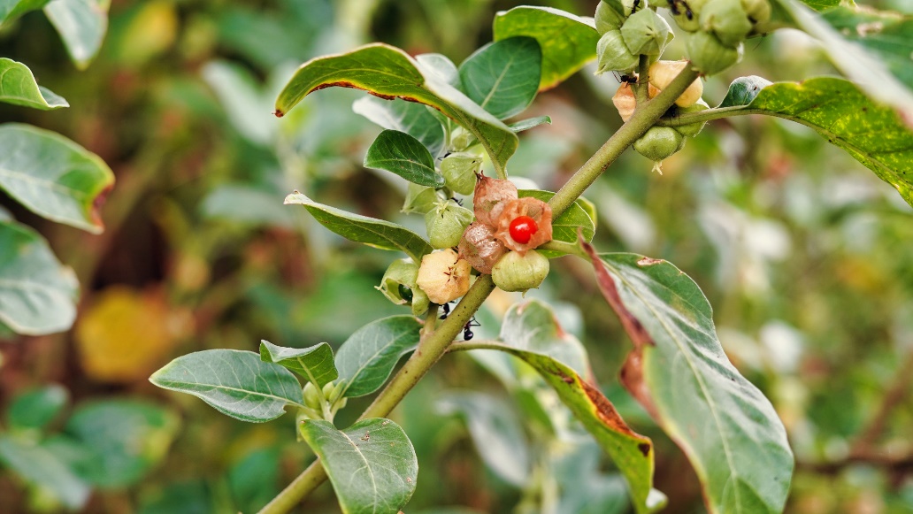 Ashwagandha augalas gamtoje