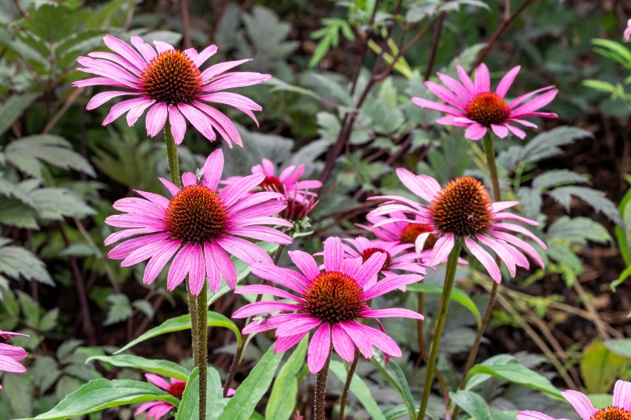 Augalas Echinacea purpurea