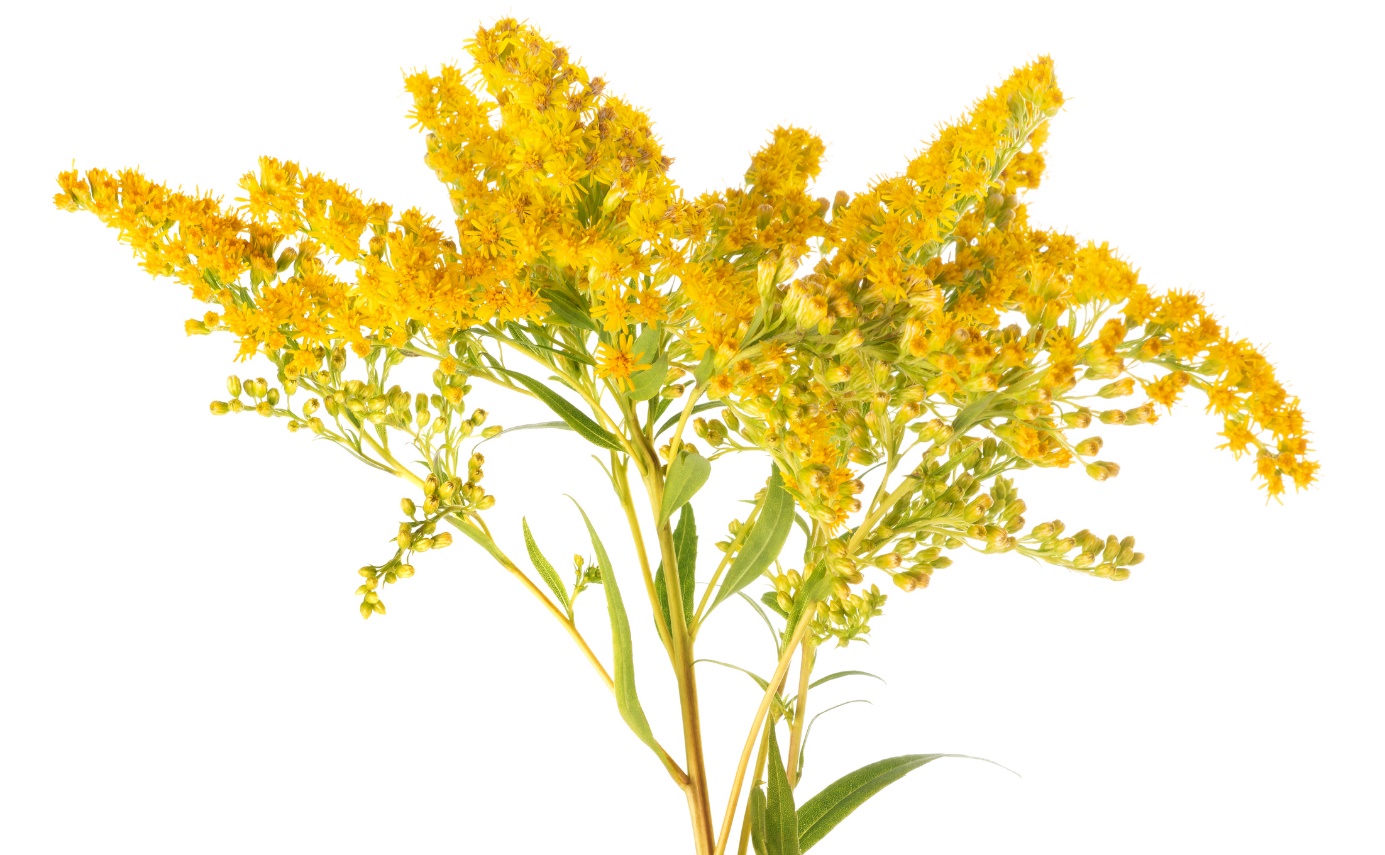 Solidago virgaurea - paprastoji auksažolė