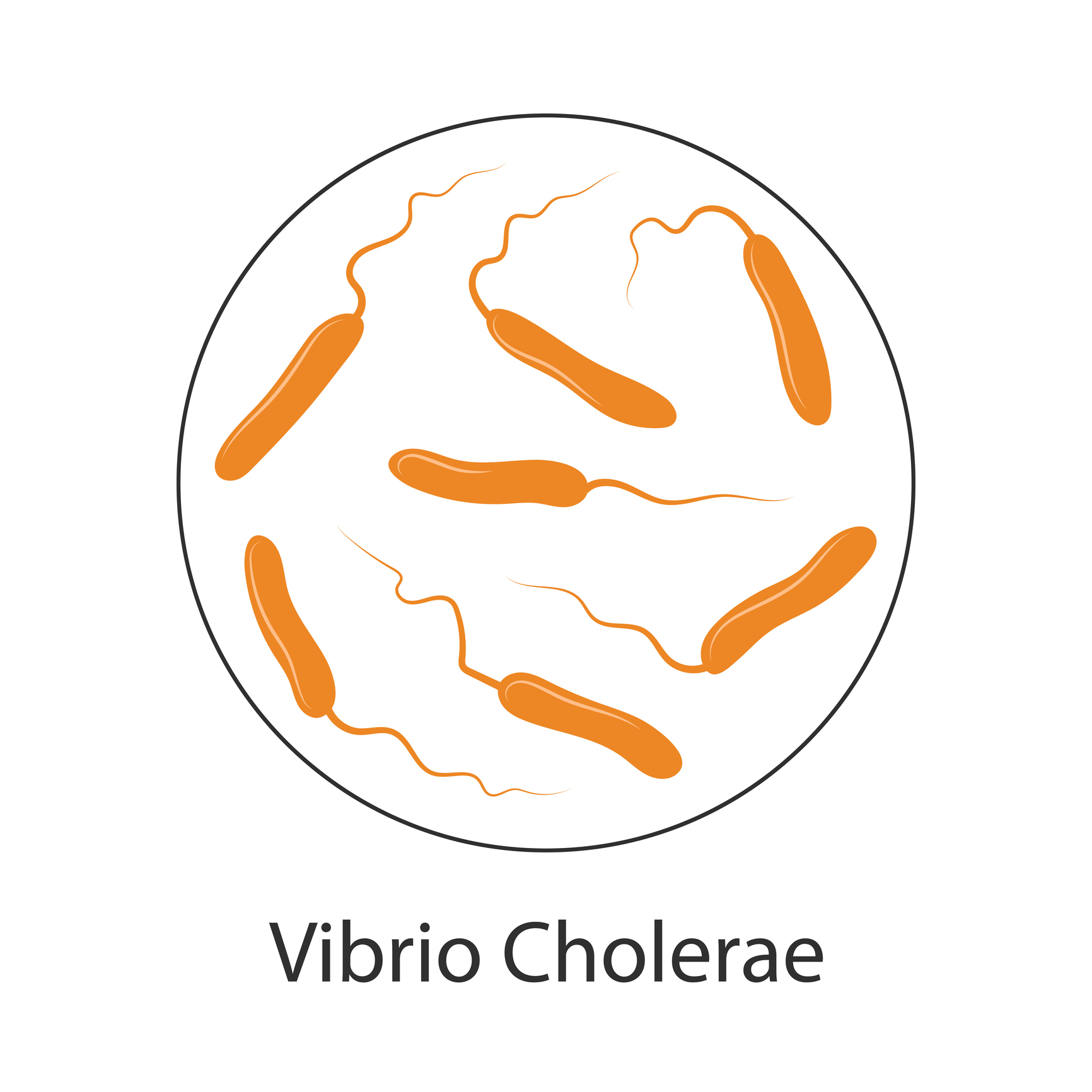 Choleros bakterijos Vibrio cholerae