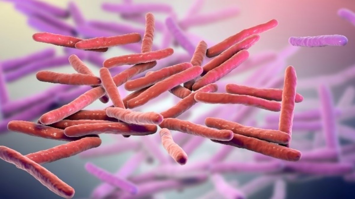 Mycobacterium leprae mikrokosmoso (raupų bakterijos) 3D vizualizacija