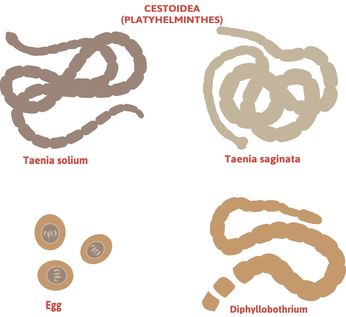 Taenia - kaspinuočių padalinys - Taenia solium (ilgakojis kaspinuotis) + Taenia saginata (bejėgis kaspinuotis)