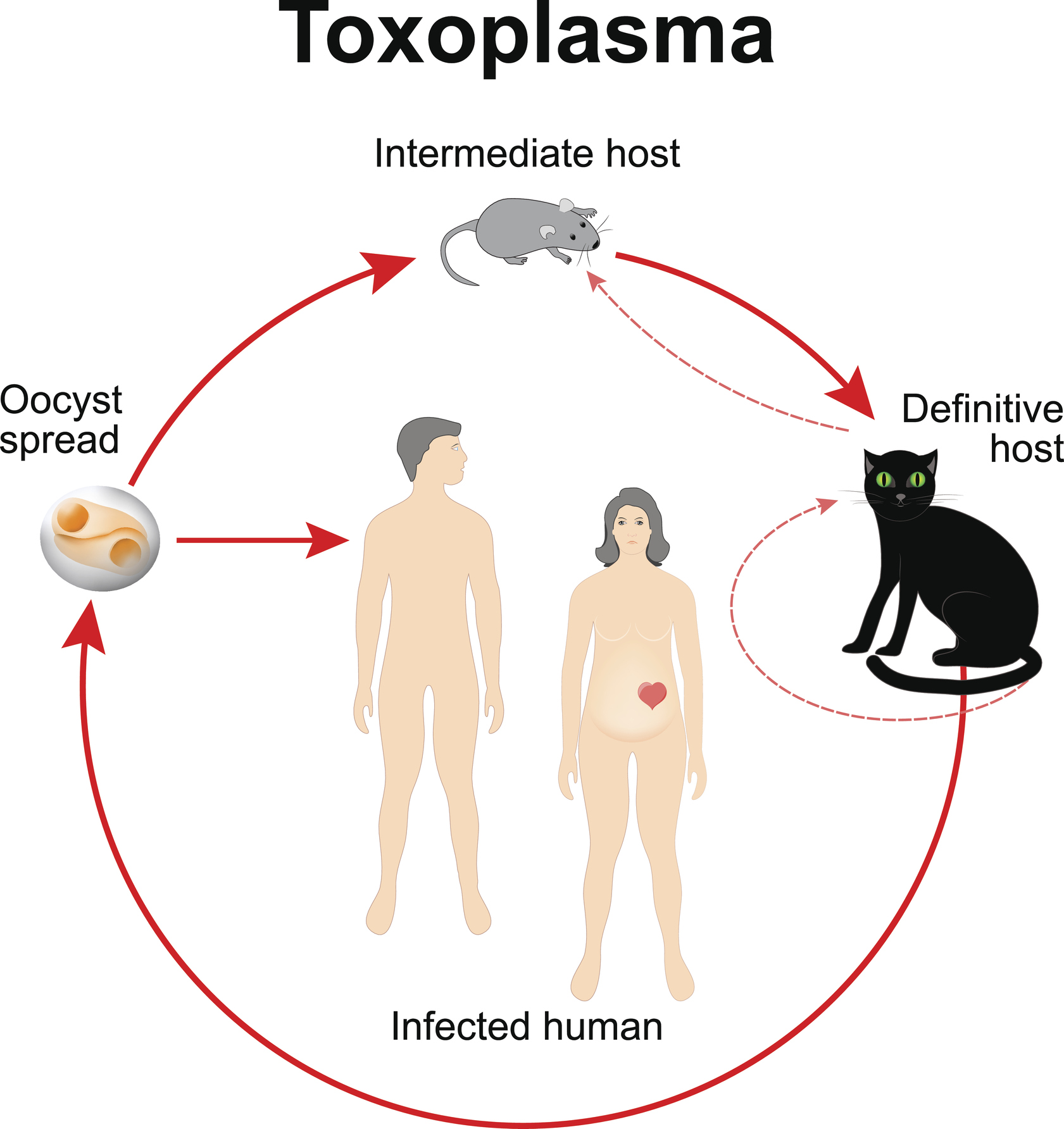 Toxoplasma gondii gyvenimo ciklas