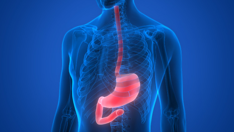 mėlynas žmogaus siluetas su raudonai pavaizduotu anatominiu skrandžio ir stemplės piešiniu.