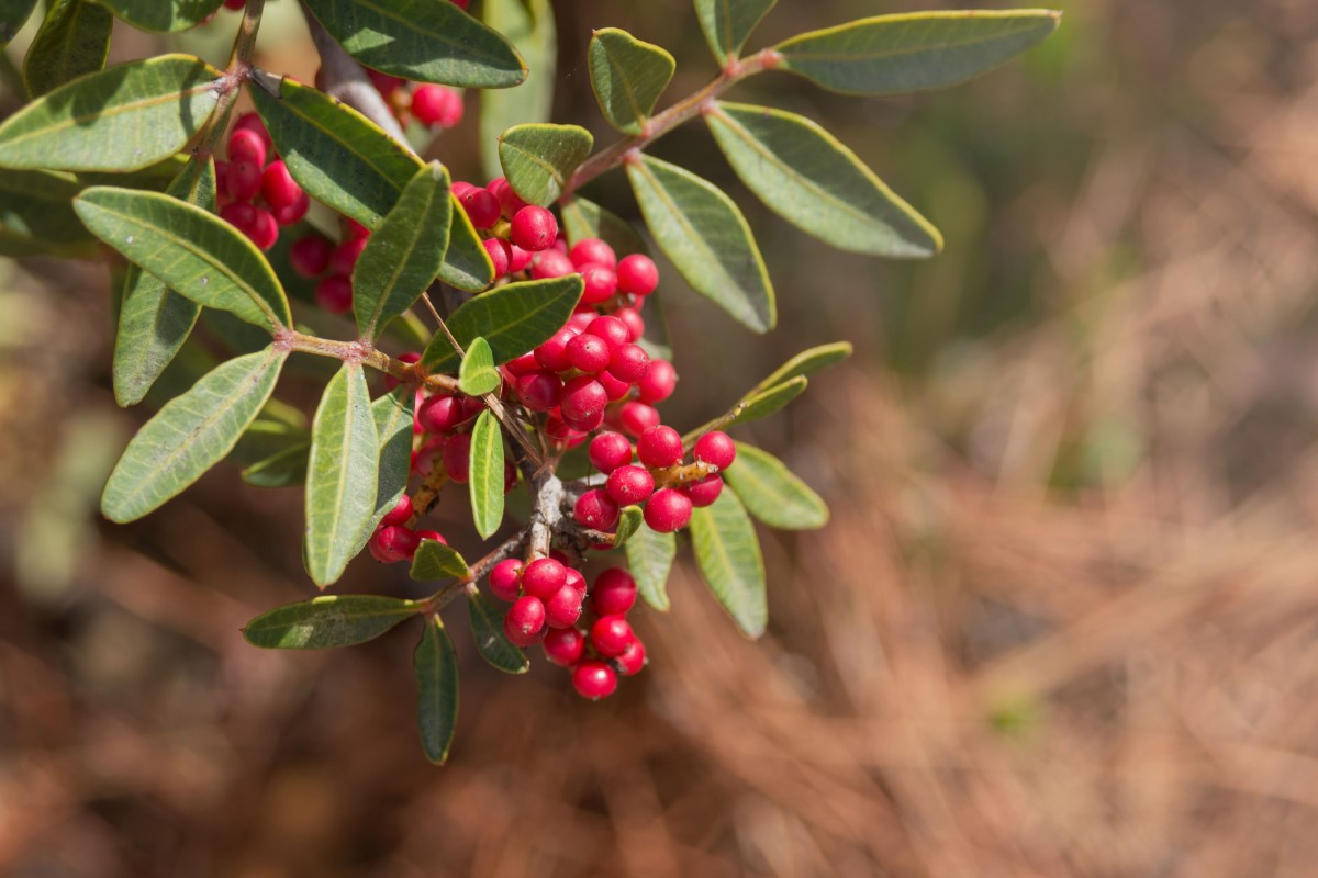 Pistacia mastix (P. lentiscus) plačiai paplitusi kaip medis ar krūmas, ypač Viduržemio jūros pakrantės zonose.