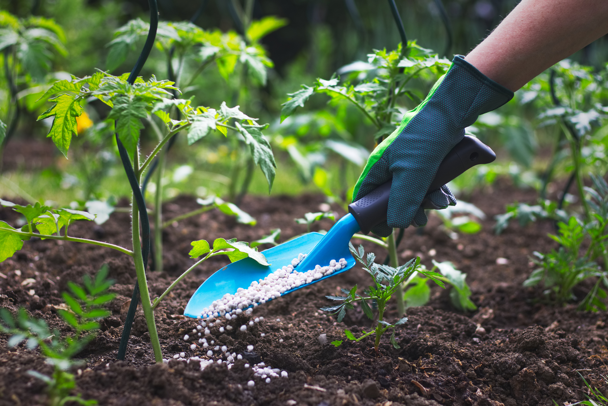 Šiandien fosforas labai dažnai naudojamas pramonėje kaip trąšų ar pesticidų sudedamoji dalis.