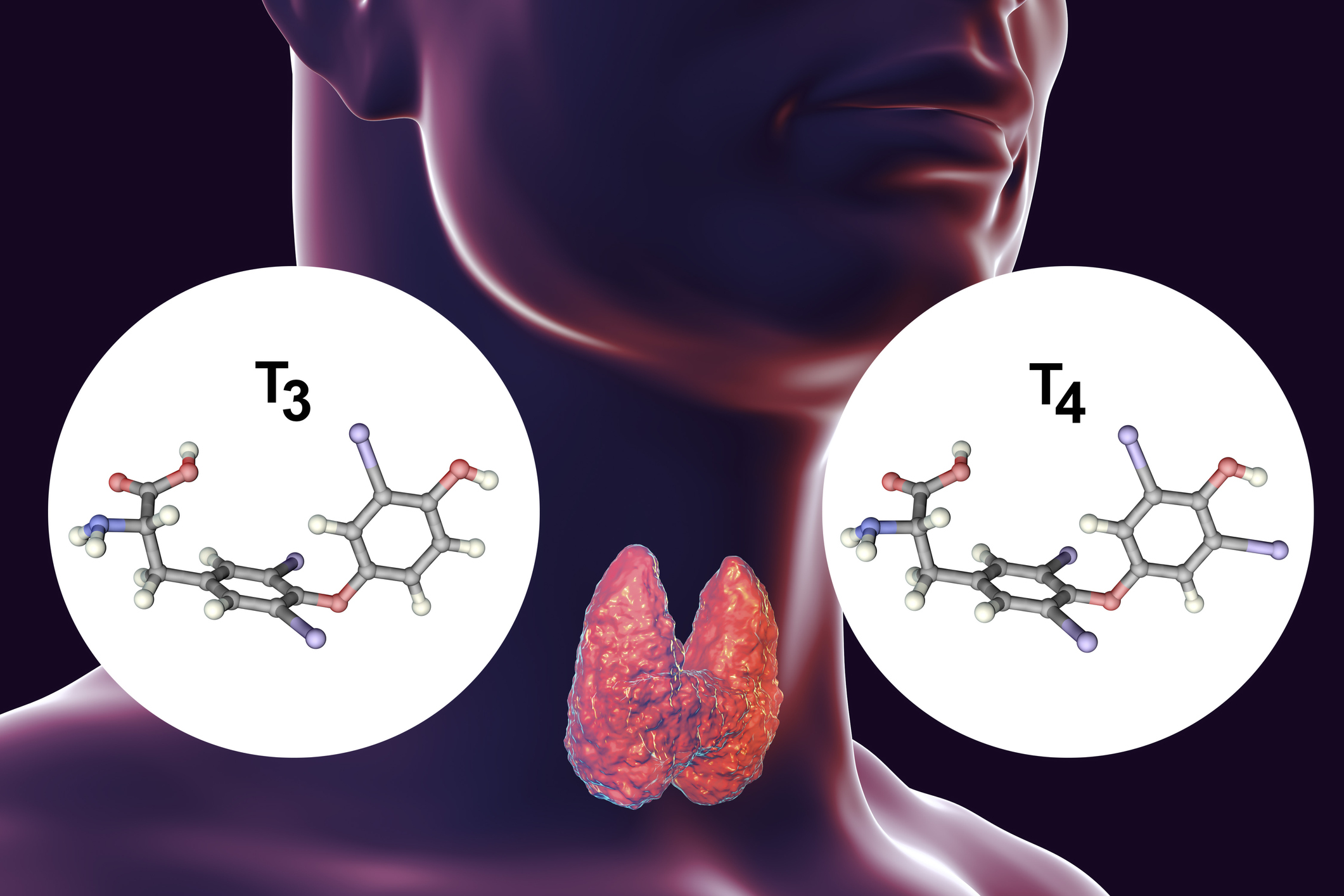 Skydliaukė gamina skydliaukės hormonus - tiroksiną (T4) ir trijodtironiną (T3).