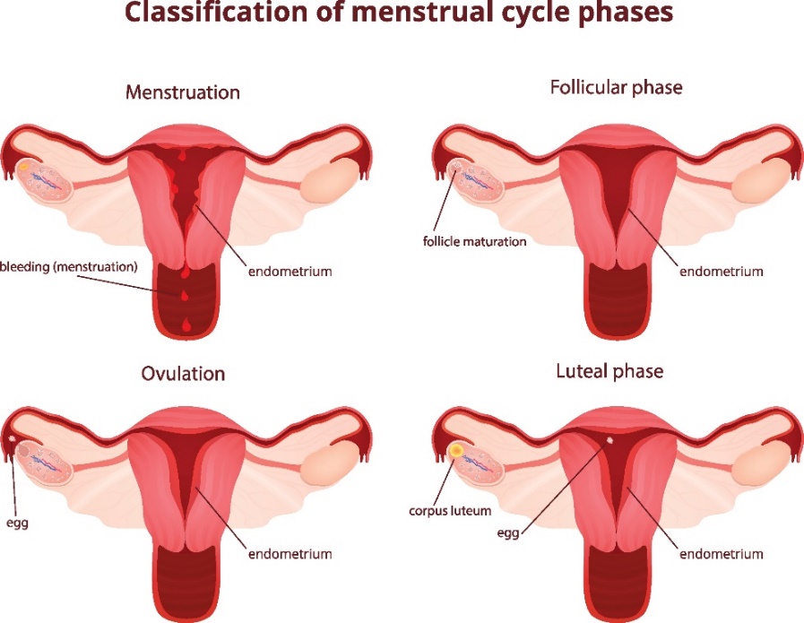 4 menstruacinio ciklo fazės