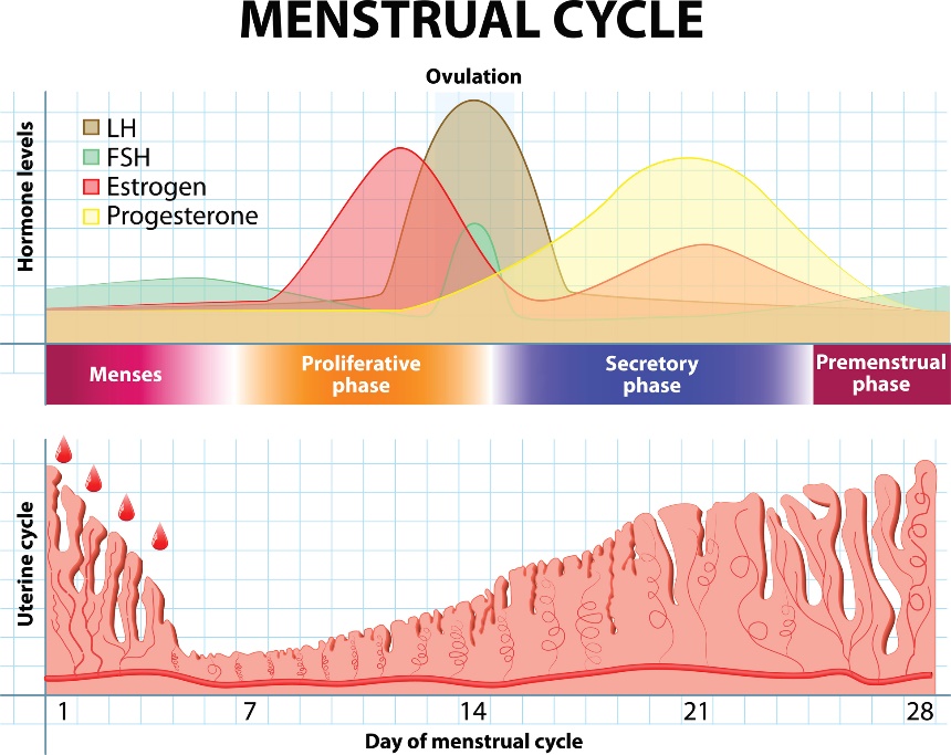 Menstruacijų ciklas ir hormonų bei gimdos gleivinės pokyčiai laikui bėgant.