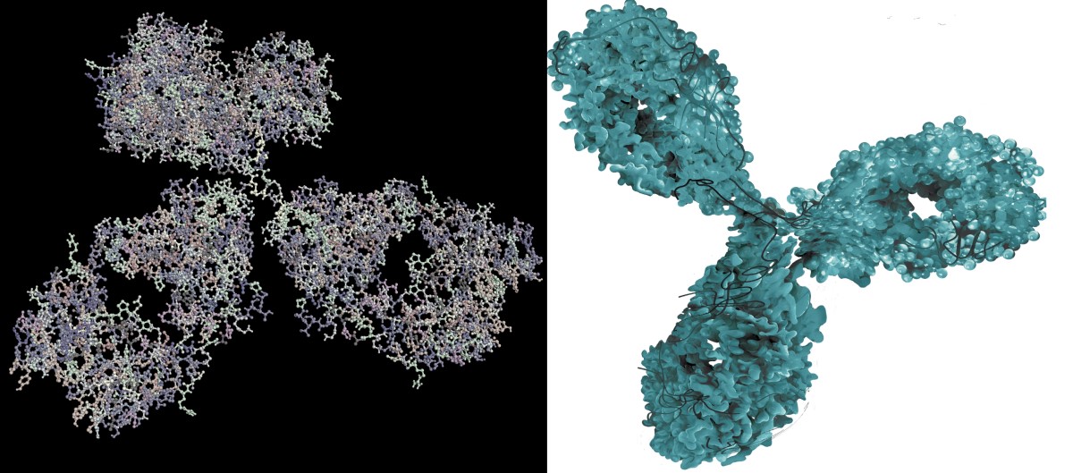 Monokloninio antikūno - biologinio vaisto - molekulinis vaizdavimas