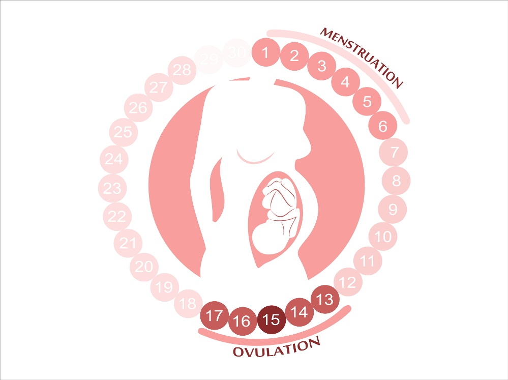 Moters ciklas: menstruacijos, ovuliacija ir vaisingi laikotarpiai