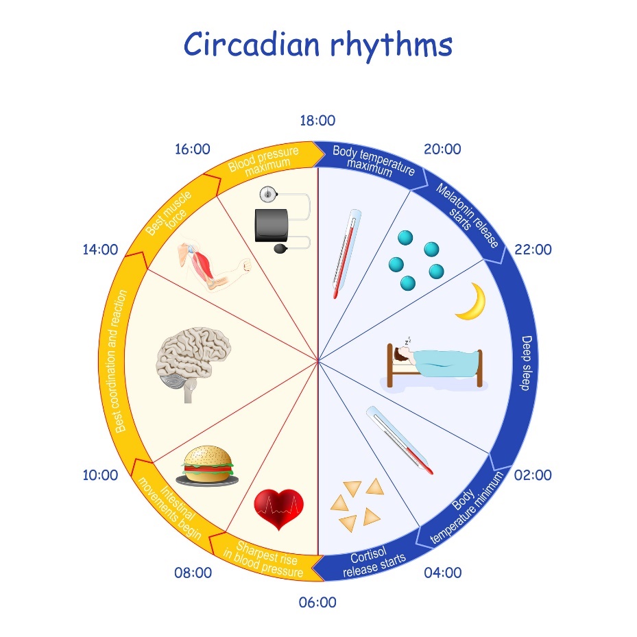 Cirkadinio ritmo, melatonino sekrecijos ir organizmo funkcijų pavyzdys