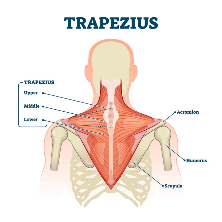 Trapecinis raumuo (musculus trapezius) - viršutinė, vidurinė ir apatinė raumens skaidulos. Akromionas (mentės atauga virš peties sąnario, Humerus - peties kaulas, Scapula - mentė).