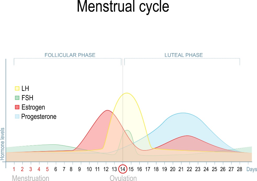 Lytinių hormonų kiekio pokyčiai menstruacinio ciklo metu