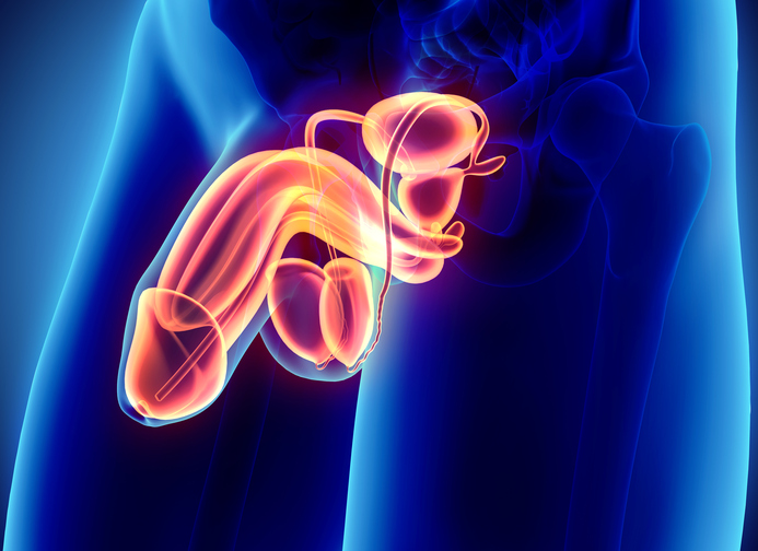 Vyrų lytiniai organai, varpa, kapšelis, sėklidės, epididimis, šlapimo pūslė, prostata