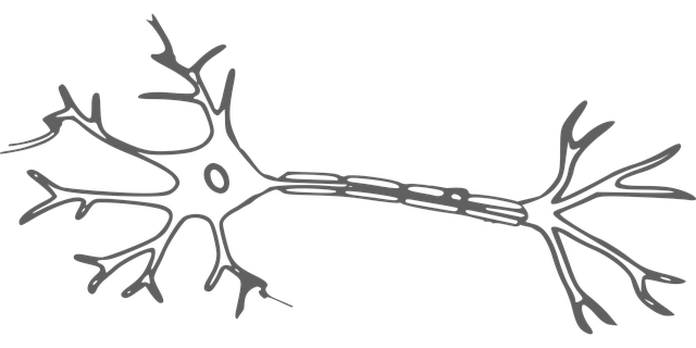 nervinė ląstelė, neuronas