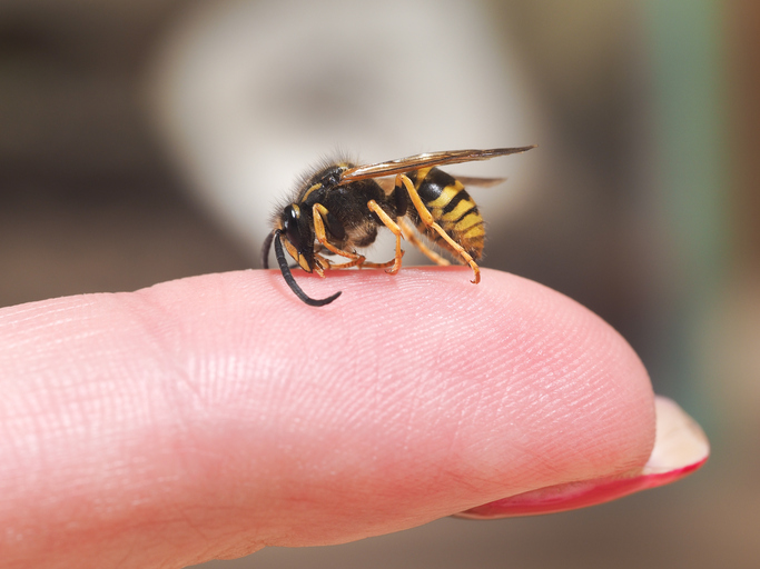 Ant piršto sėdinti vapsva - alergijos vabzdžių įkandimams požymis