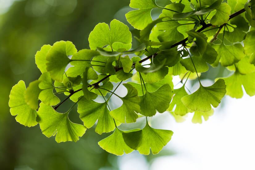 Ginkmedis dviskiautis: koks yra jo pageidaujamas ir nepageidaujamas poveikis? Ar jis gerina atmintį?