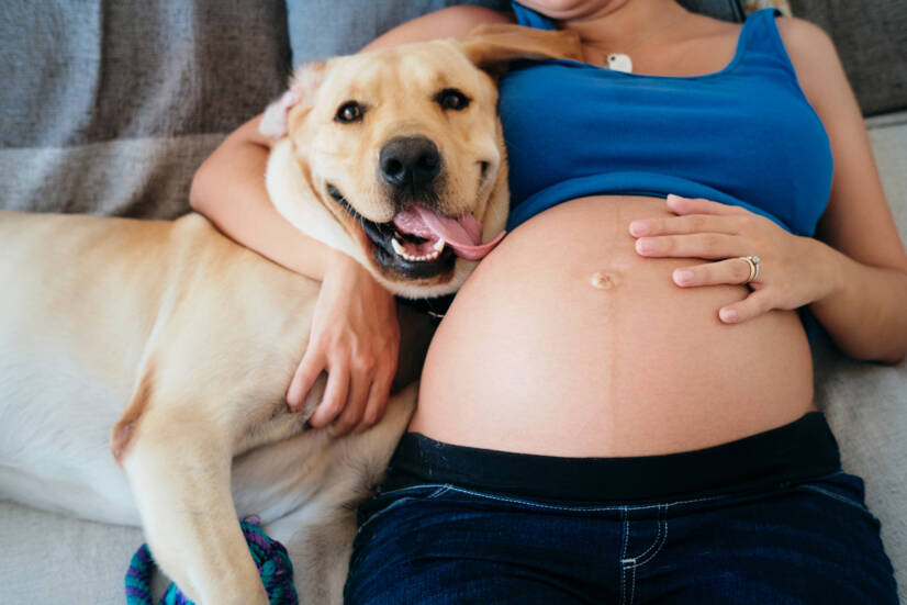 Nėščia moteris ir naminiai gyvūnai. Nuotraukų šaltinis: Getty Images