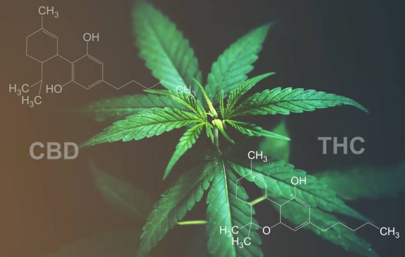 CBD ir THC: ar žinote, kuo skiriasi jų poveikis ir panaudojimas?